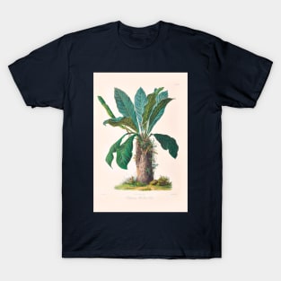 Anthurium Hookeri - Icones Aroidearum - Botanical Illustration T-Shirt